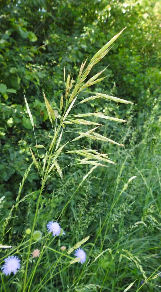 Brome des rivages, photo 1 sur 5
