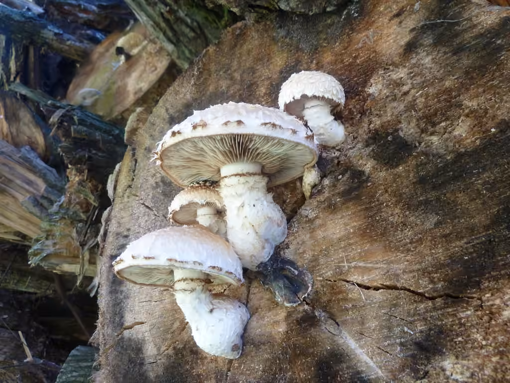 Destructive Pholiota, photo 2 of 5