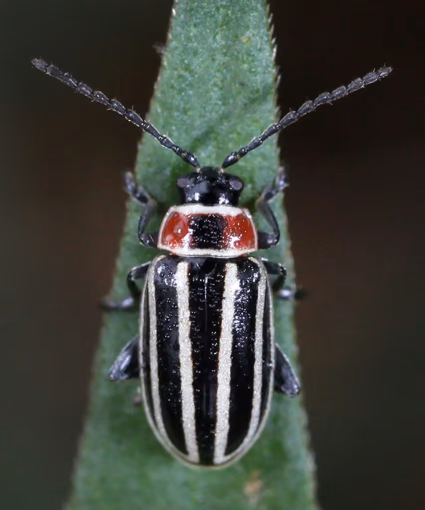 Pennsylvania Flea Beetle