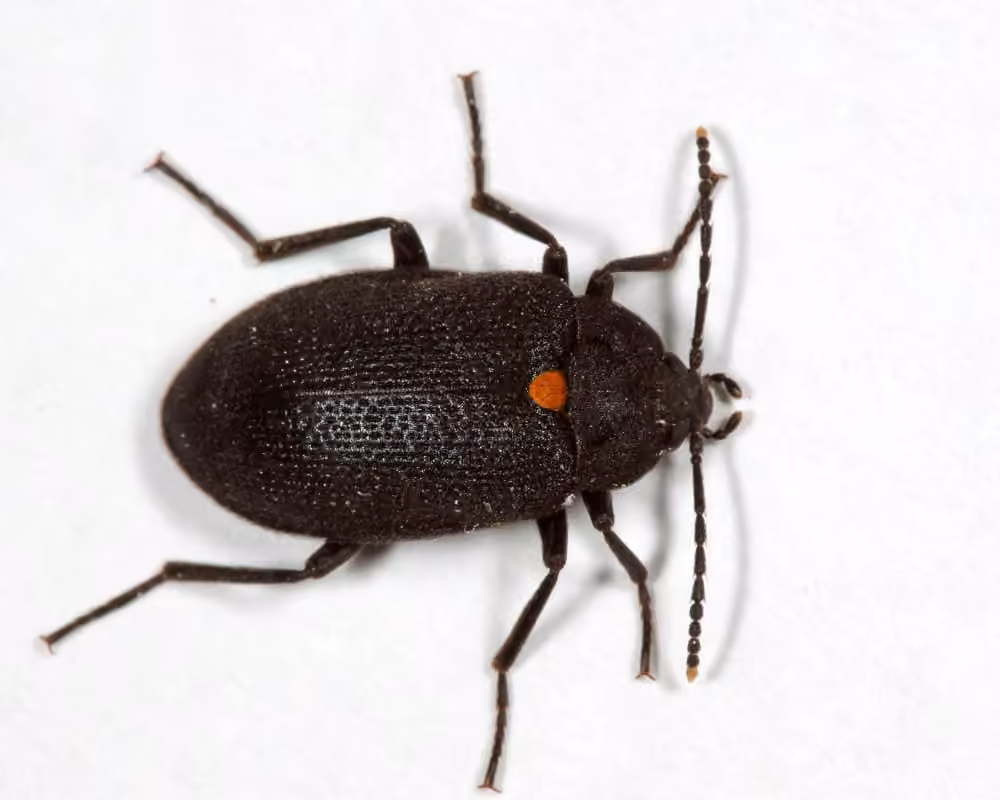 Oblique Polypore Fungus Beetle, photo 2 of 5