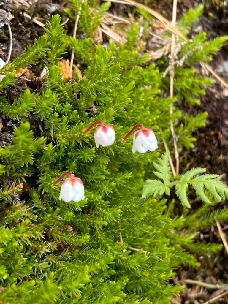 Mossplant, In flower