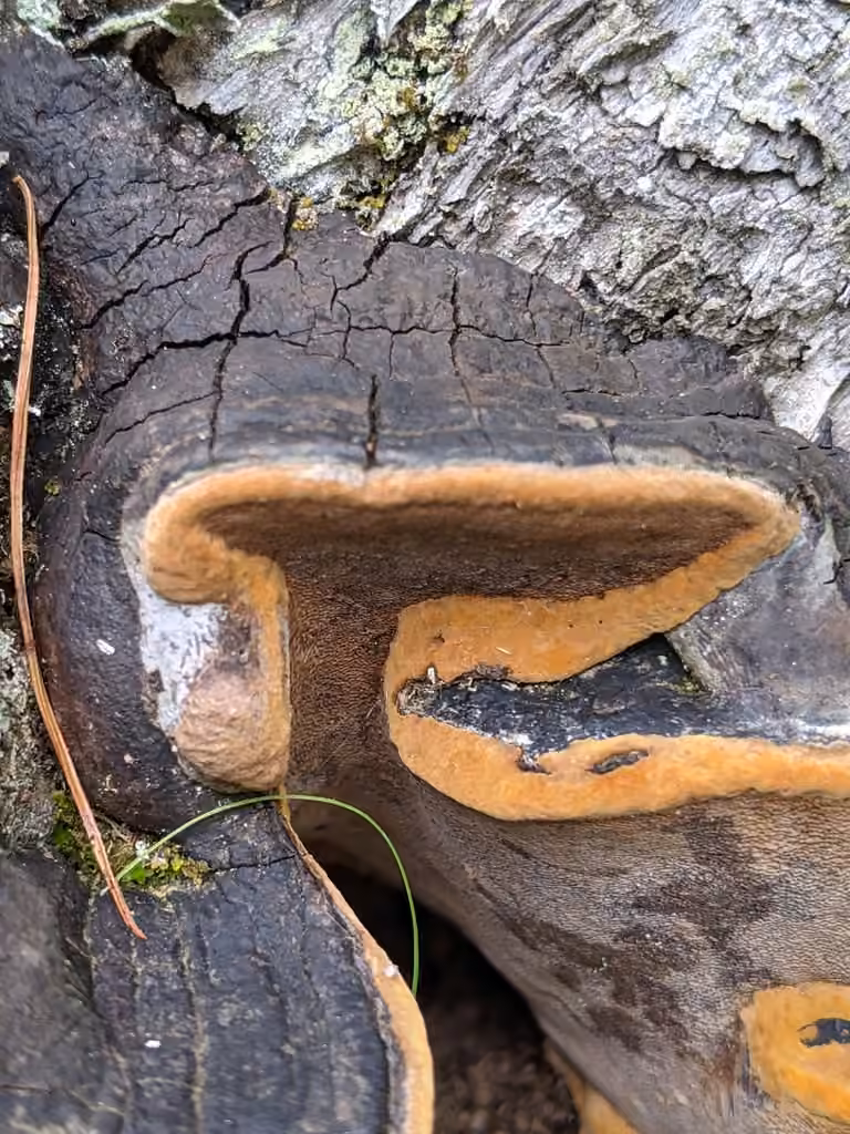 Polypore de Lundell, photo 2 sur 5