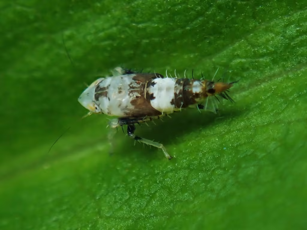 American Grapevine Leafhopper, Nymph