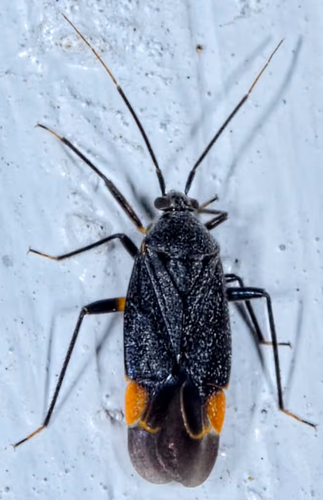 Polymerus venaticus, Adulte