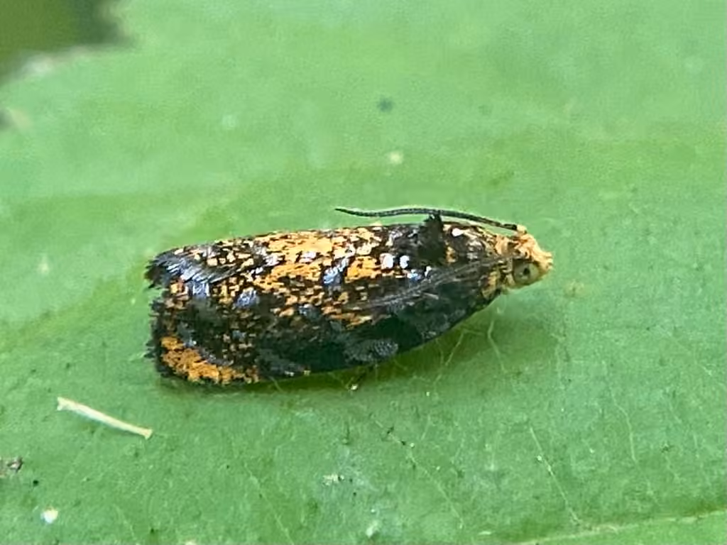 Olethreutes auricapitana, Adult