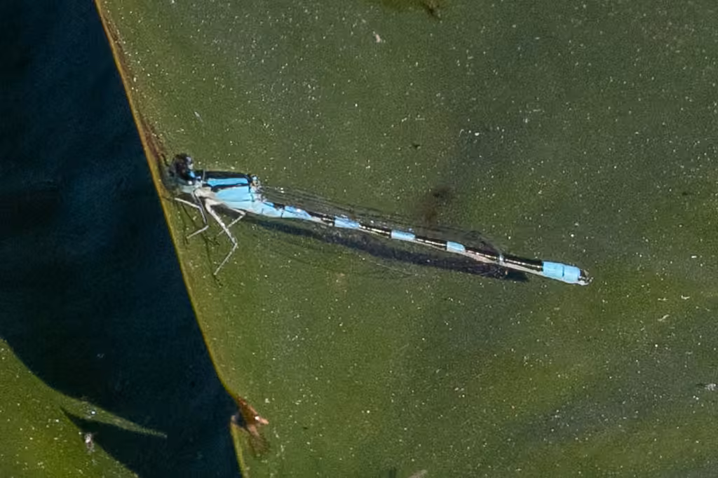 Agrion des Scirpes, Mâle