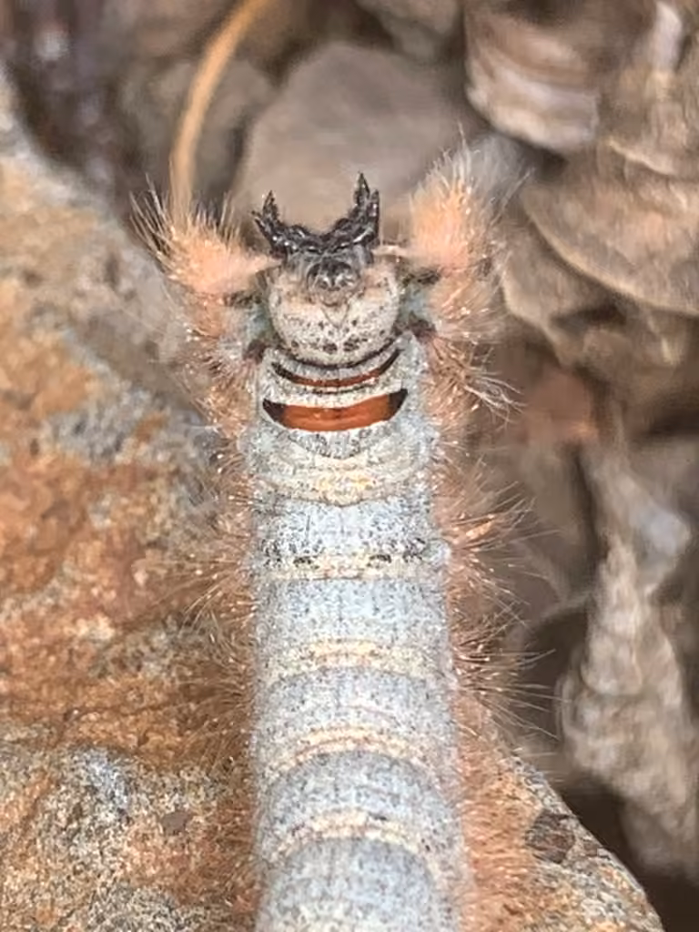 Papillon à épaulettes, Chenille
