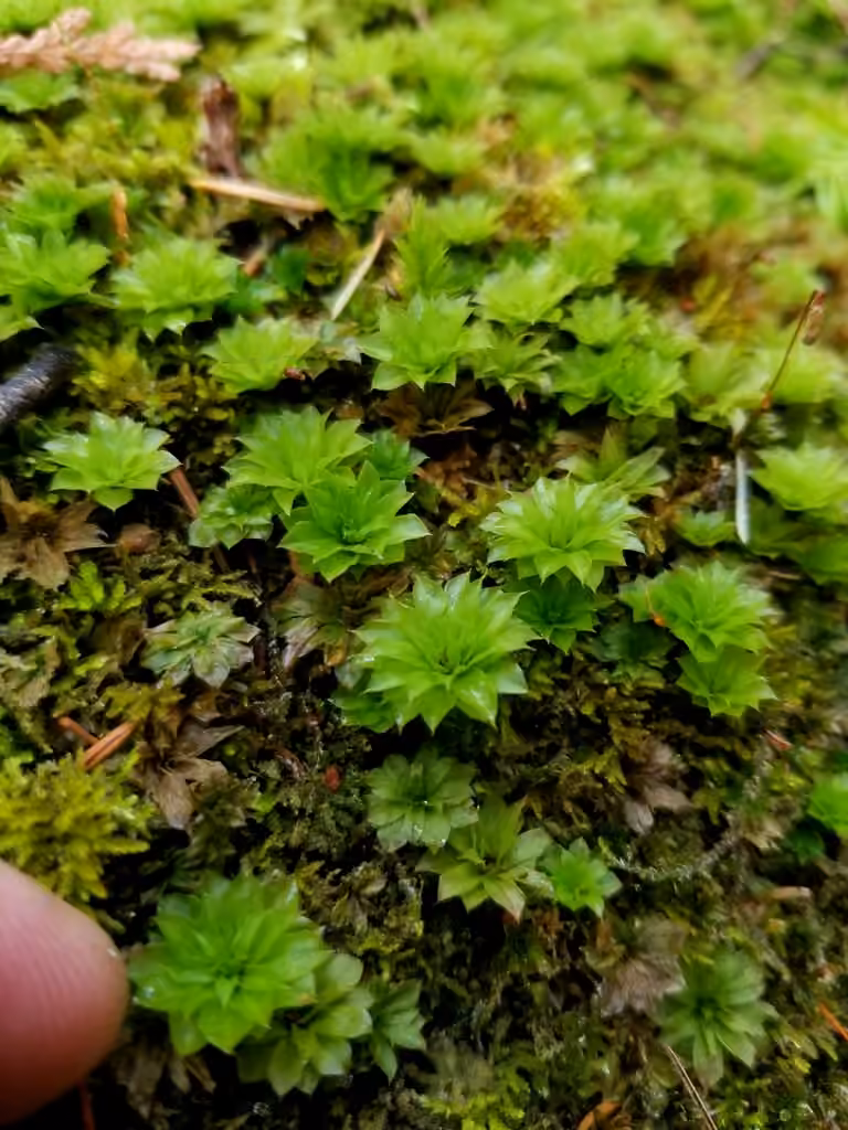 Rosette des forêts