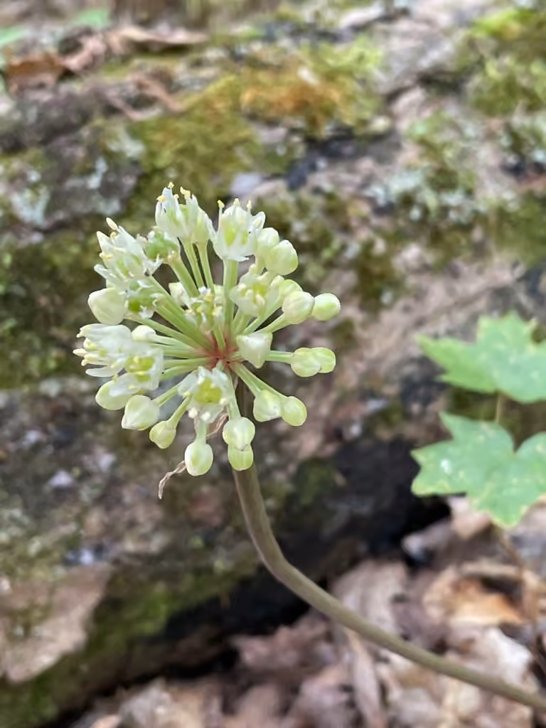 Ail des bois, En fleurs