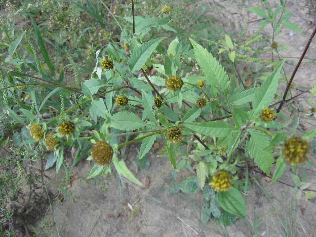 Bident vulgaire, En fleurs