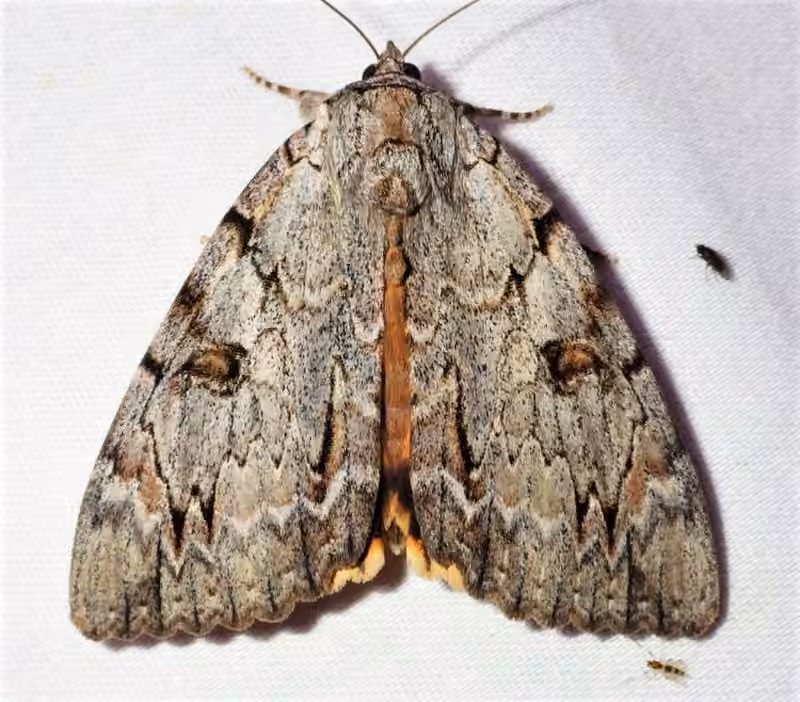 Youthful Underwing, photo 1 sur 5