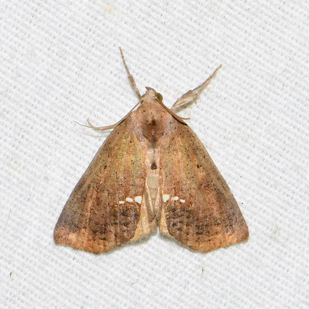 Small Necklace Moth, photo 1 of 5
