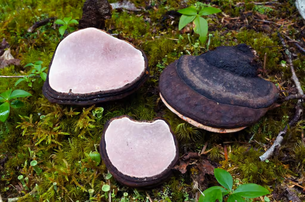 Polypore rose, photo 3 sur 5