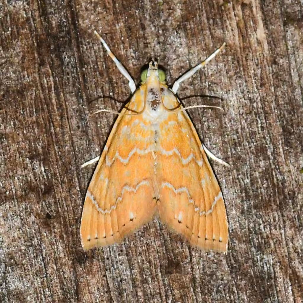 White-roped Glaphyria Moth, photo 2 sur 5