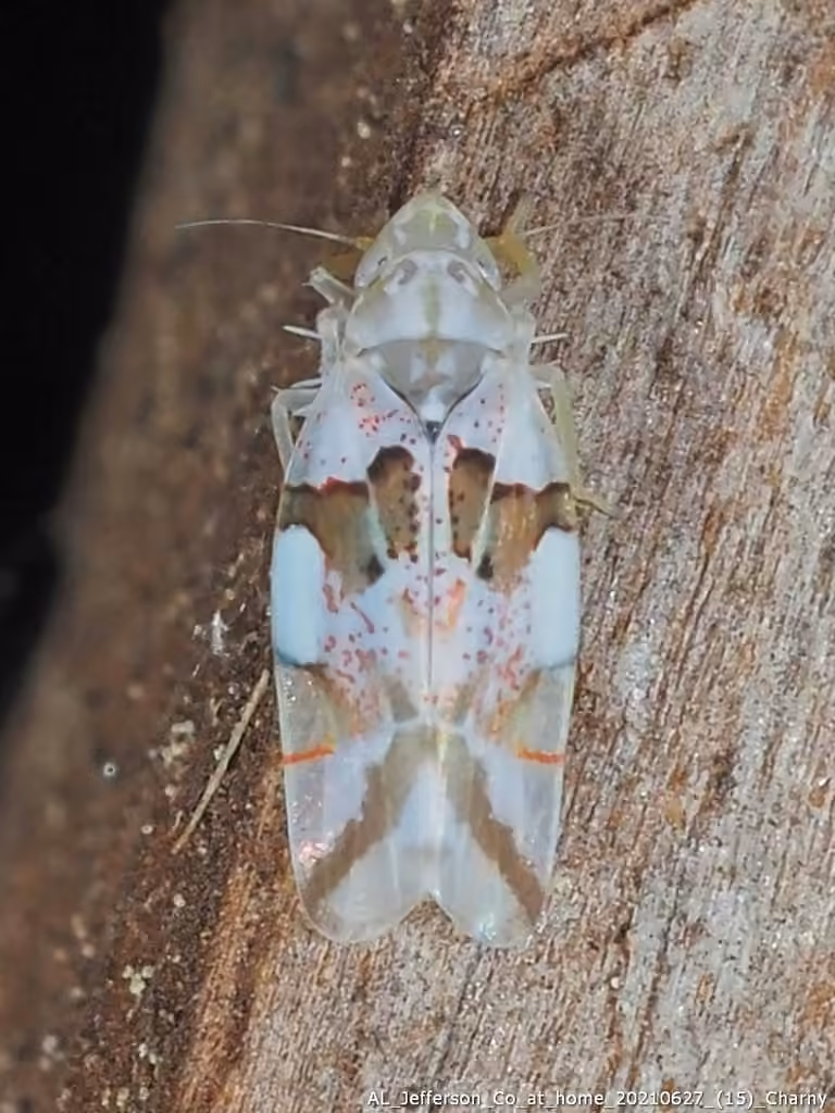 Hymetta trifasciata, Adulte