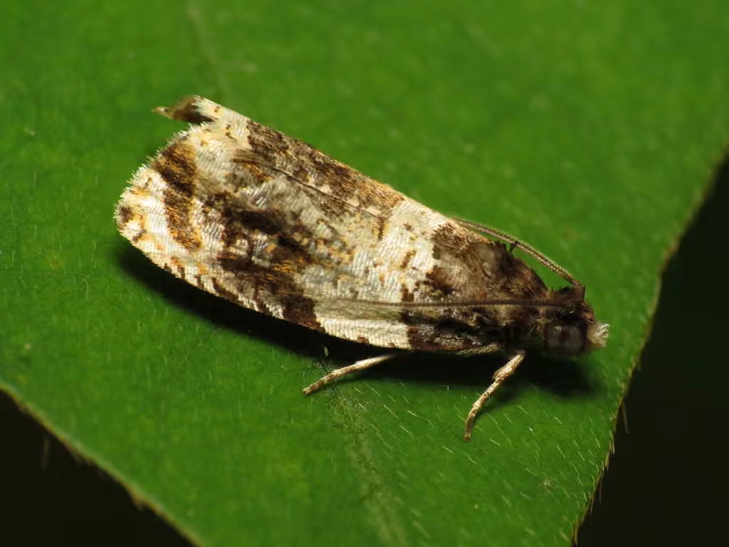 Banded Olethreutes Moth, photo 2 of 5
