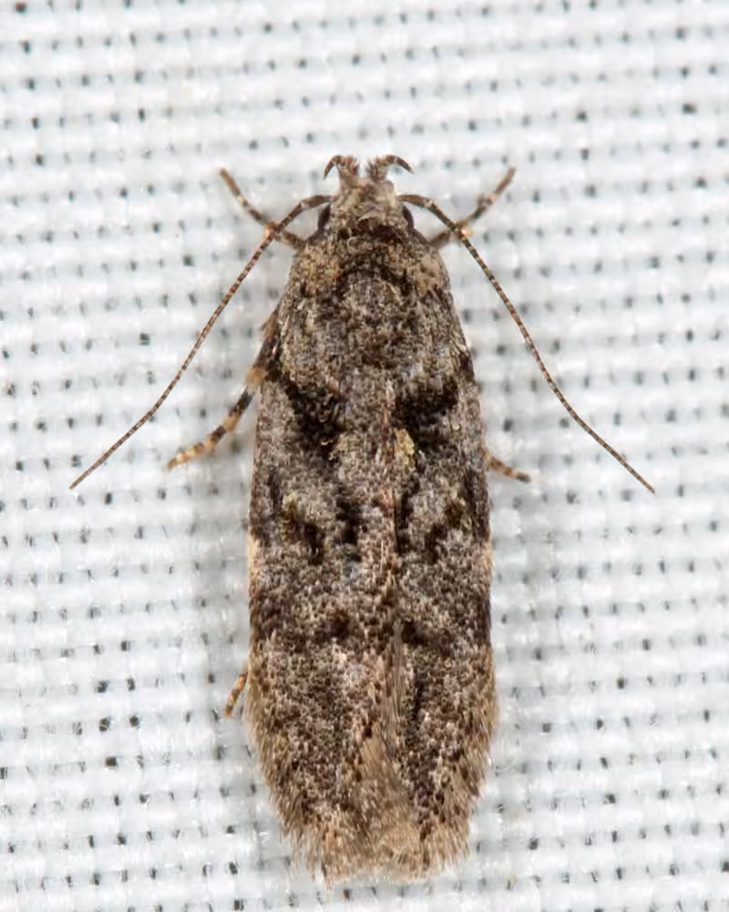 Xenolechia ontariensis, Adult