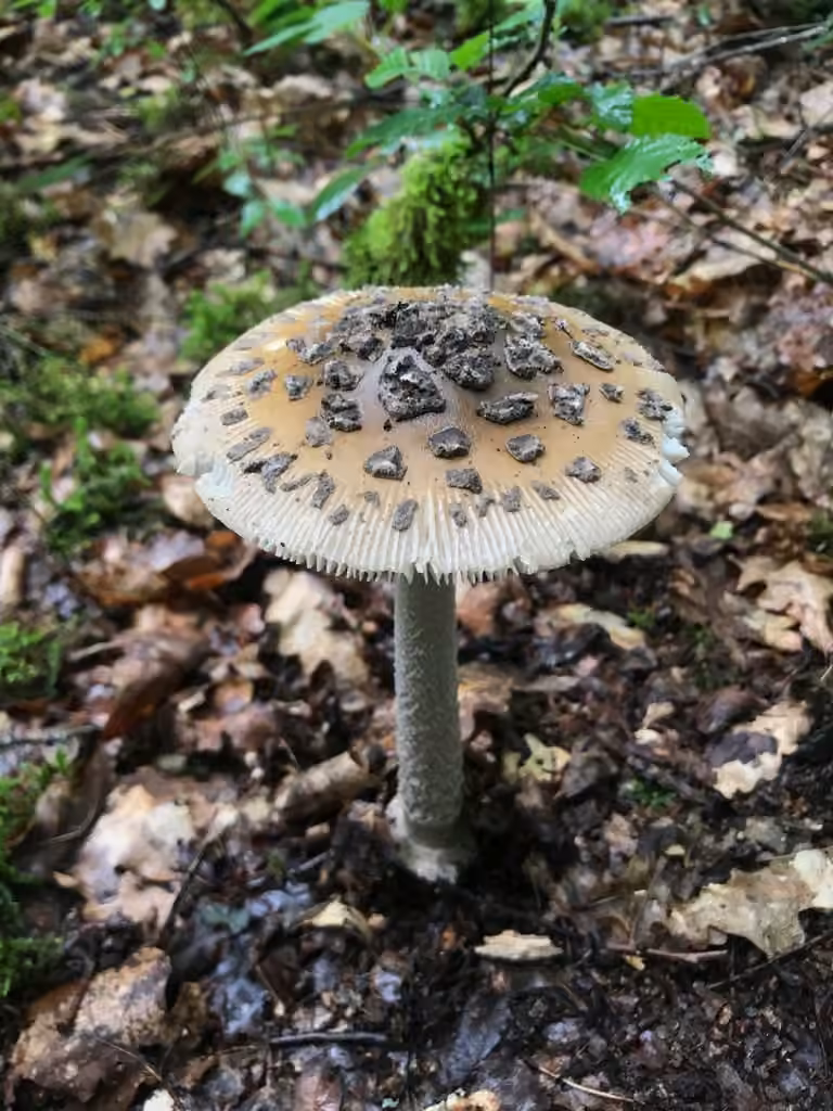 Snakeskin Grisette, photo 1 of 5