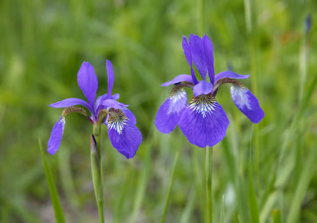 Blood iris