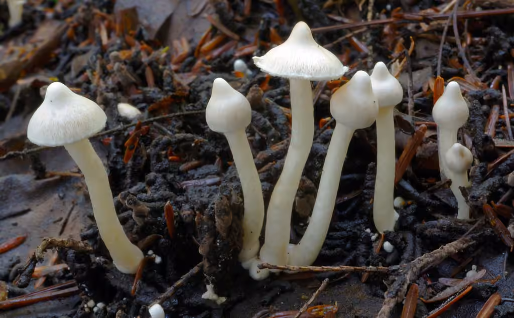 Inocybe terreux