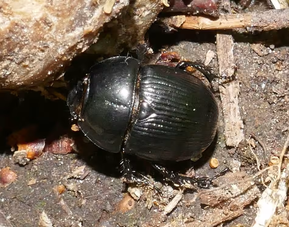 Horn's Earth-boring Beetle, photo 3 of 5