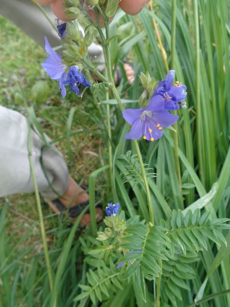 Charity, In flower