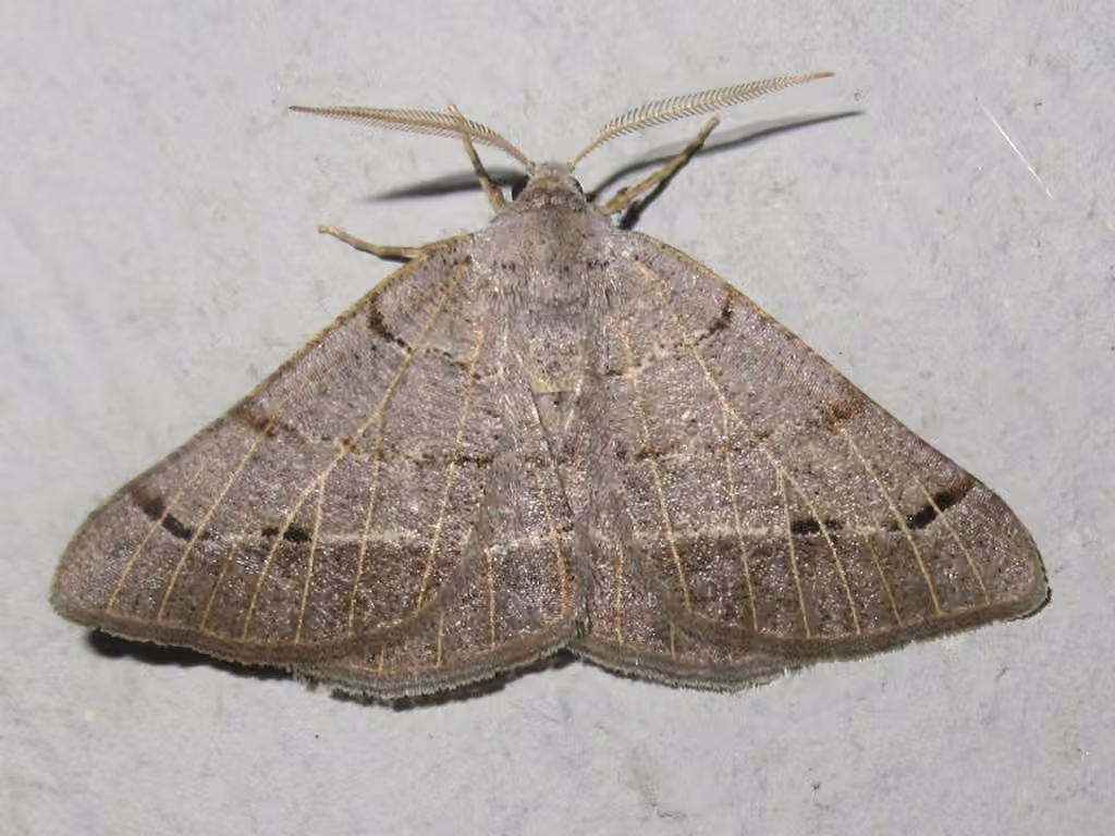Pale-veined Isturgia, photo 1 of 5