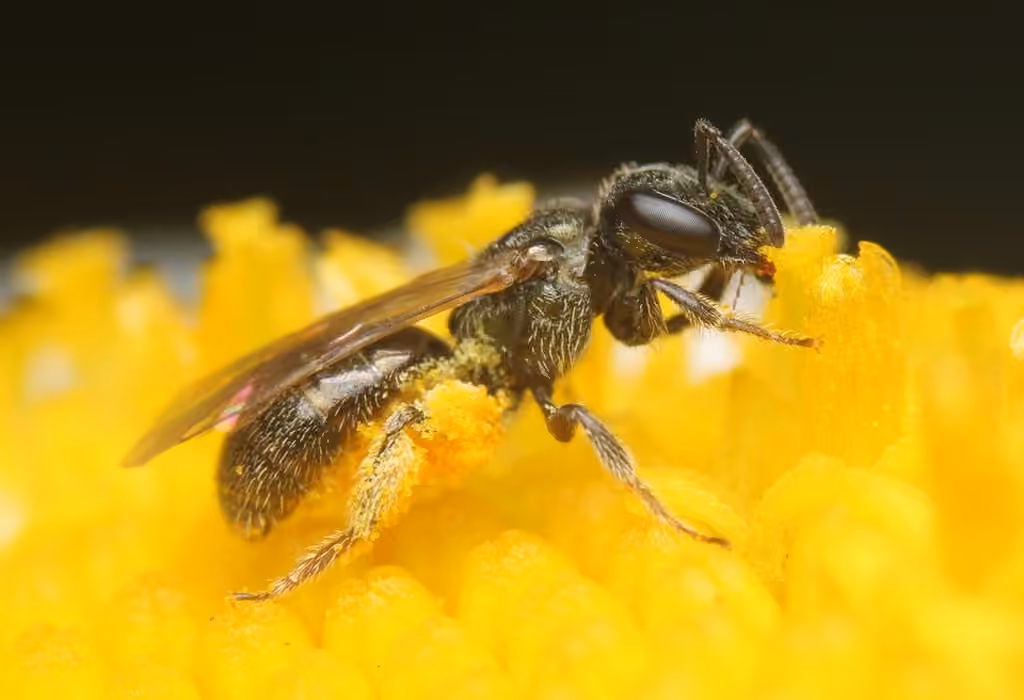 Halicte éperonné, Femelle