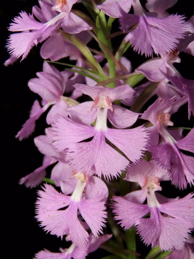 Platanthère de Keenan, En fleurs