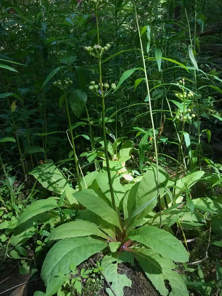 Japanese primrose, In fruit