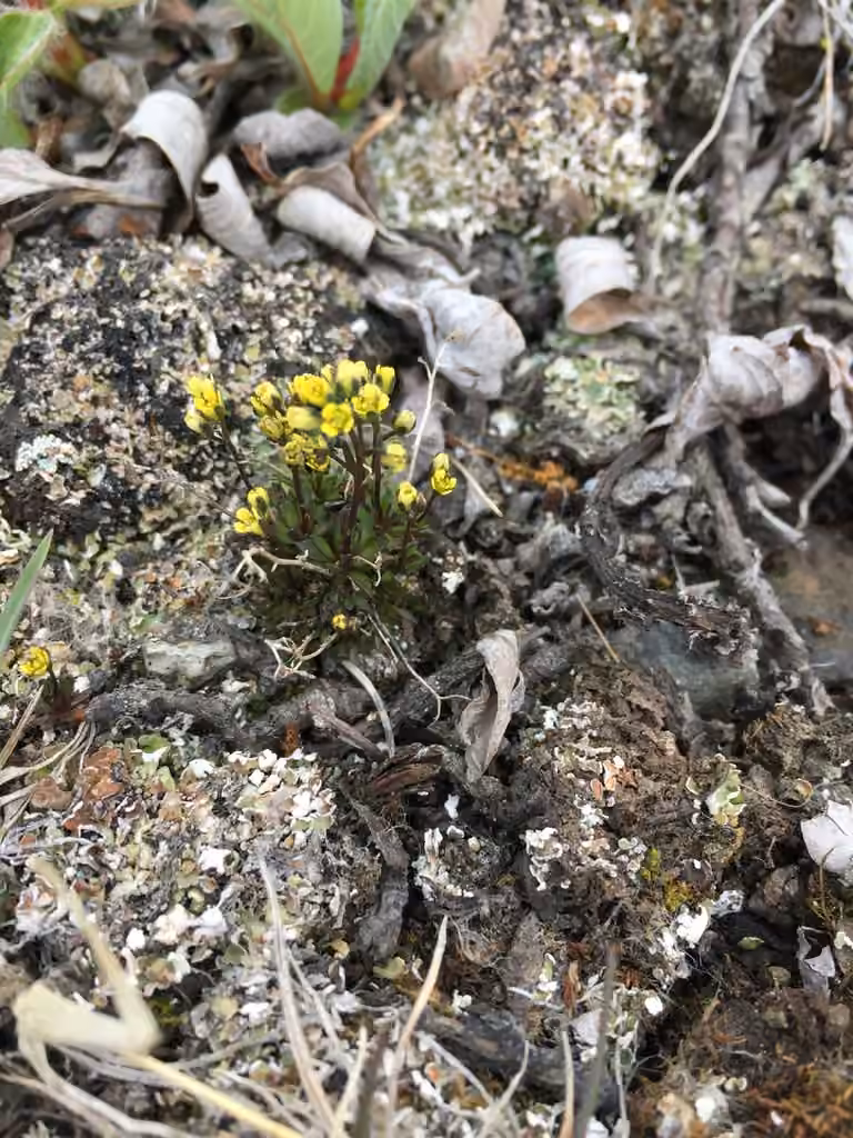 Rocky Mountain draba, photo 3 of 5
