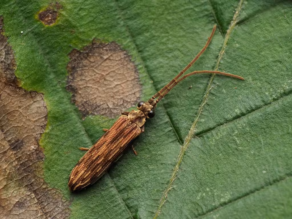 Eastern Ashen Reticulated Beetle, Adult