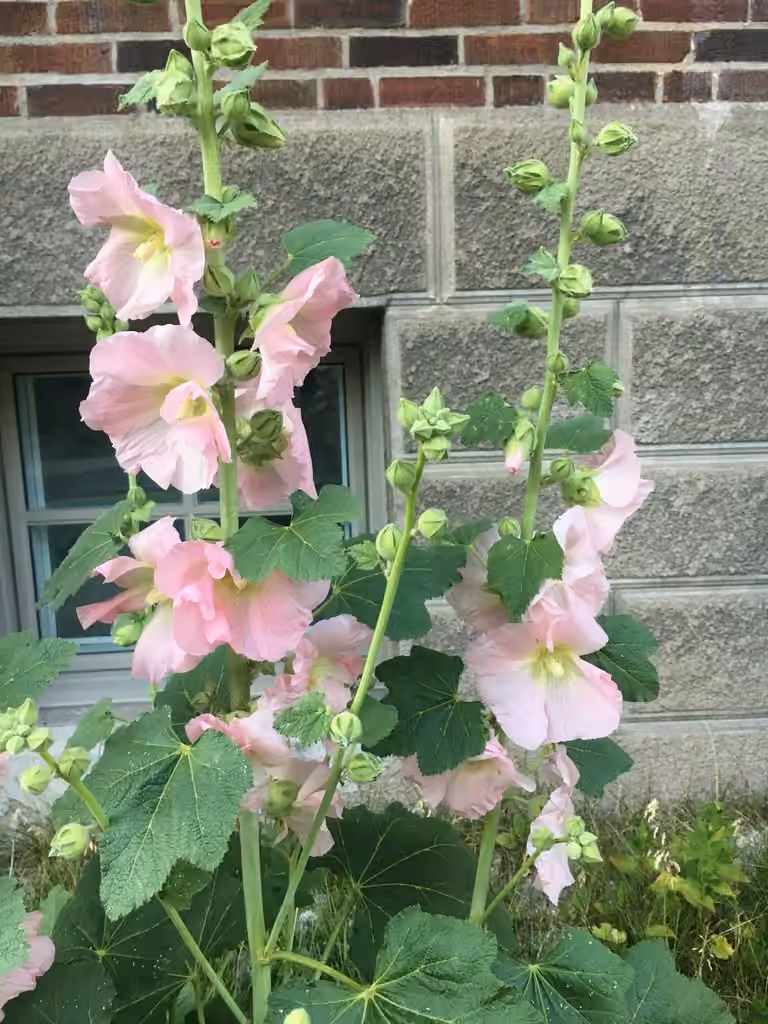 Hollyhock, In flower