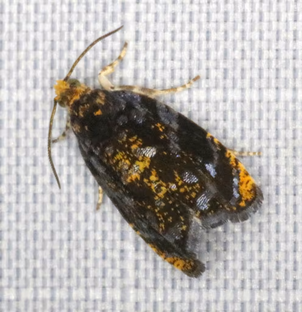Olethreutes auricapitana, Adult