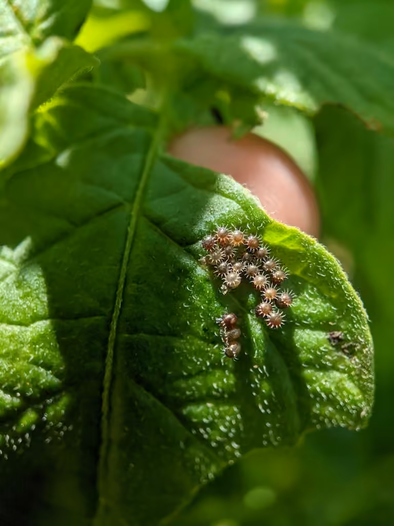 Spined Soldier Bug, Eggs