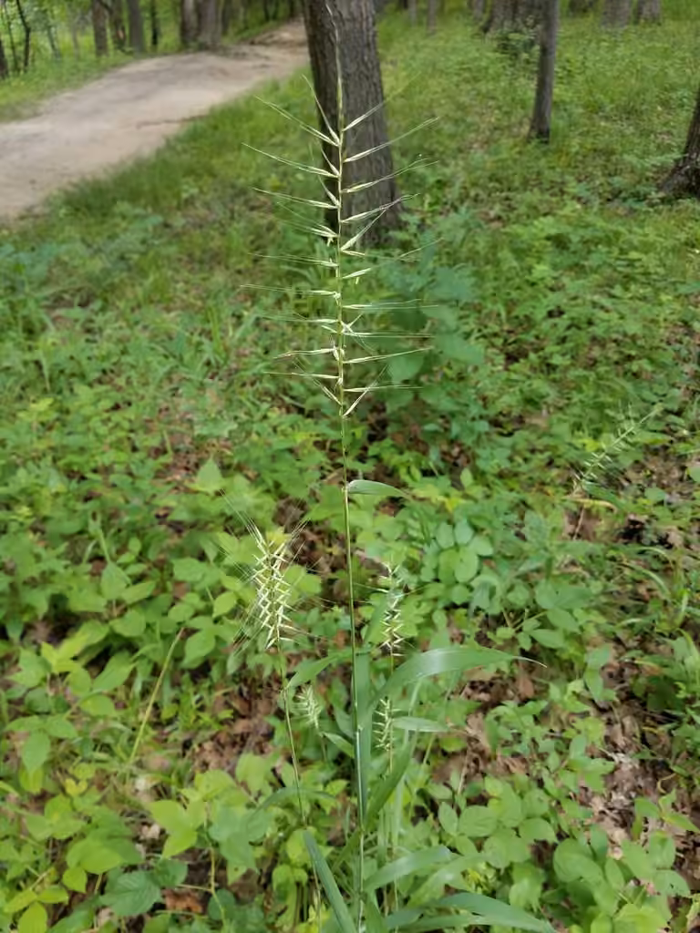 Élyme étalé, En fleurs