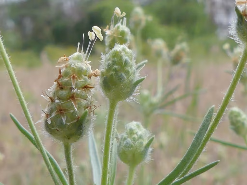 Plantain des sables, photo 1 sur 5