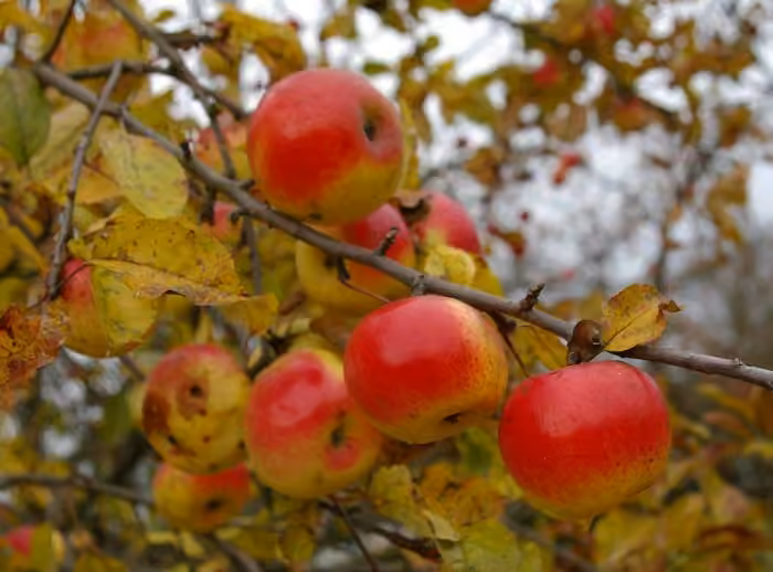 Common crabapple