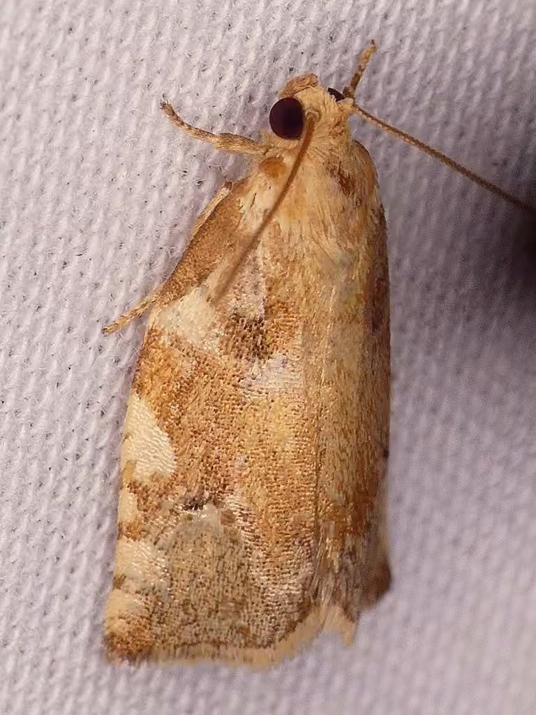 Oak Leafroller Moth, photo 3 of 5