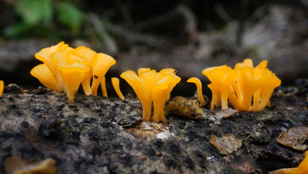 Fan-shaped Jelly Fungus, photo 3 sur 5