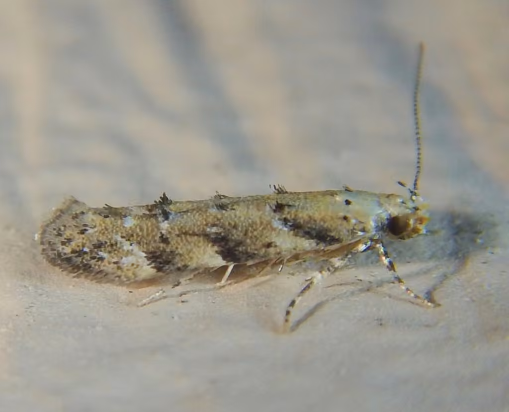 Conifer Needleminer, Adulte