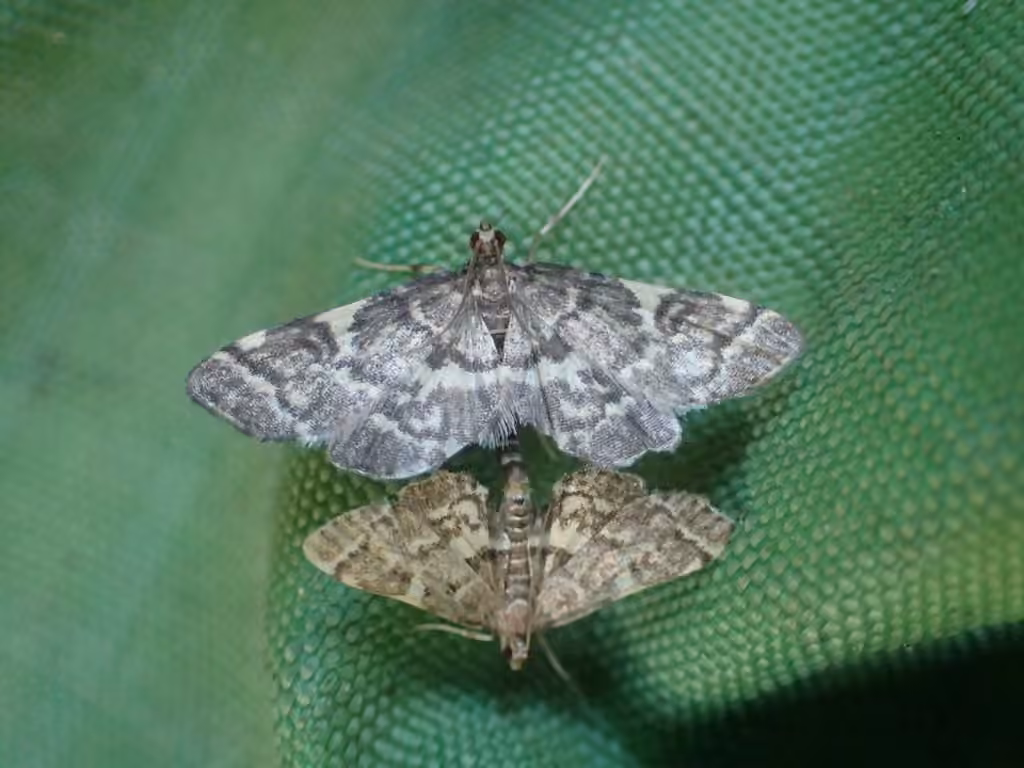 Yellow-spotted Webworm Moth, photo 2 sur 5