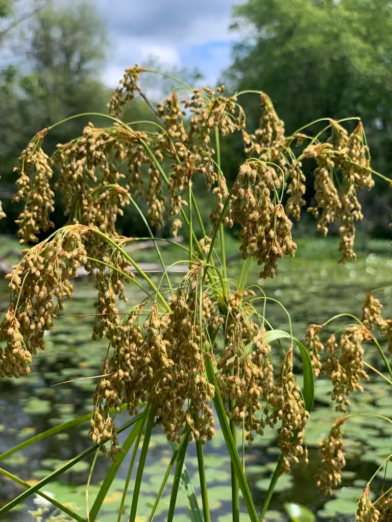 Stalked bulrush, In fruit