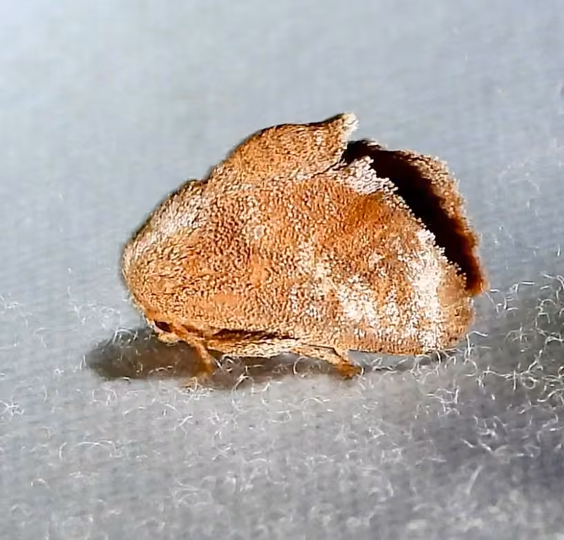 Crowned Slug Moth, Femelle