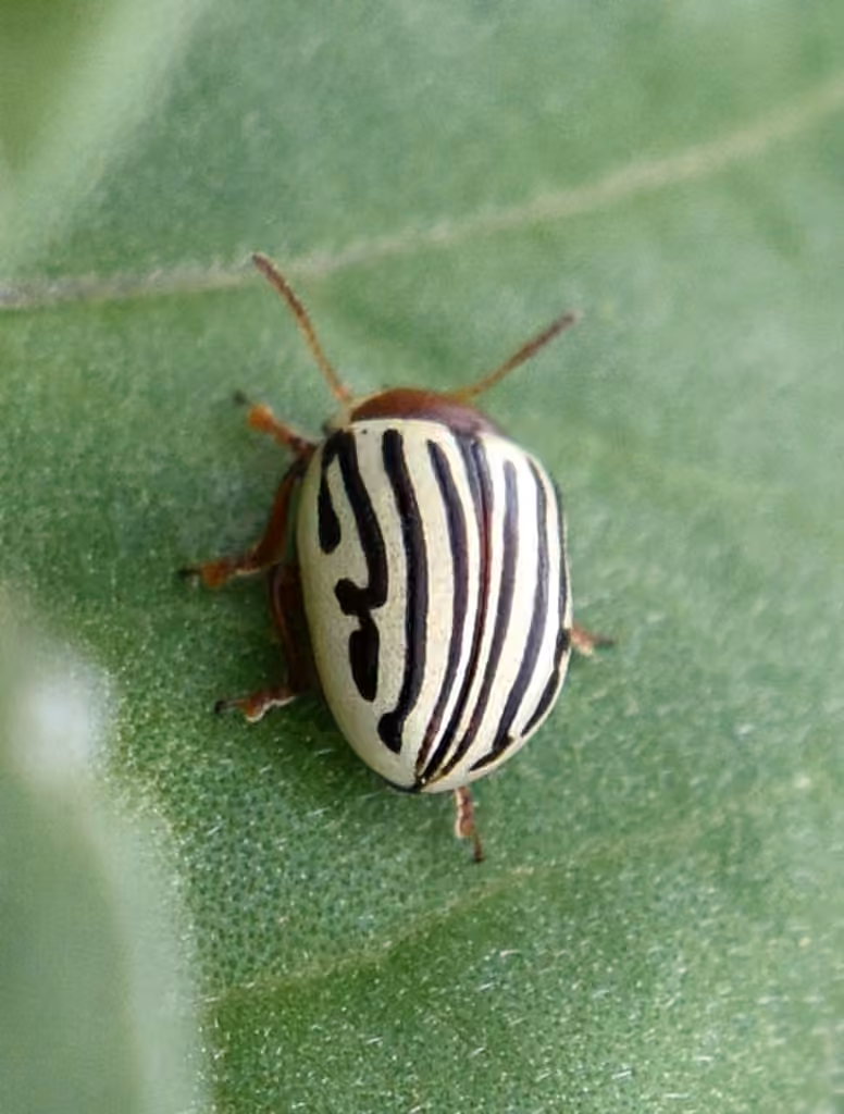 Chrysomèle du tournesol, photo 3 sur 5
