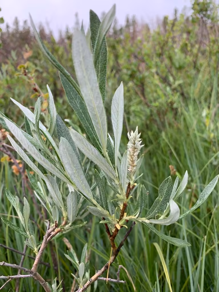 Sage willow, photo 1 of 5