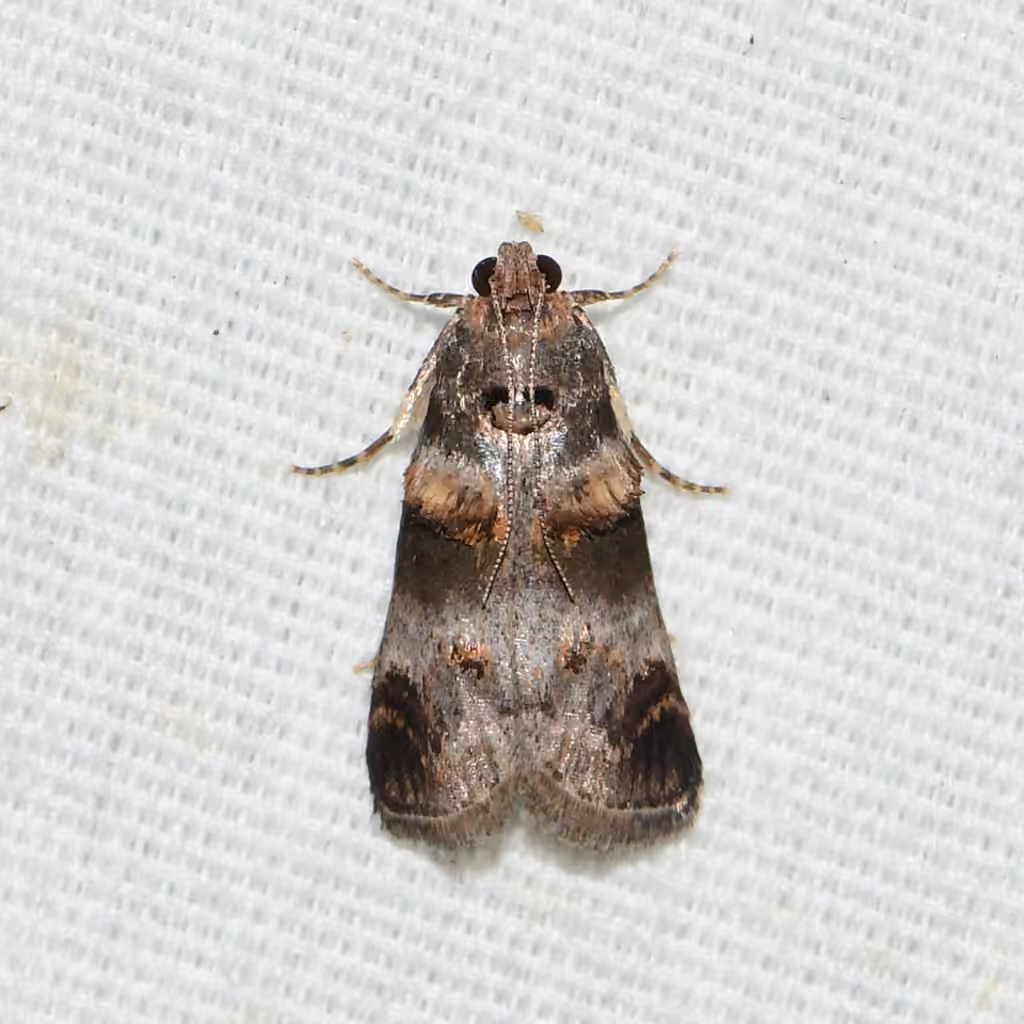 Orange-tufted Oneida Moth, photo 1 sur 5
