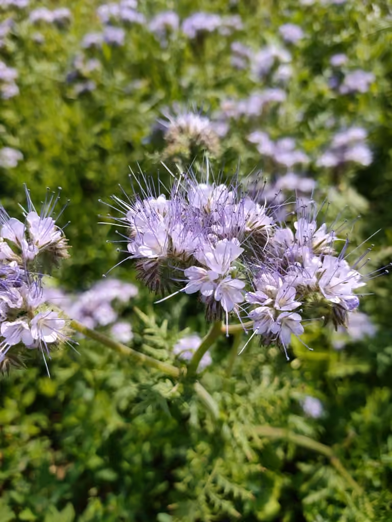Fiddleneck, photo 1 of 5