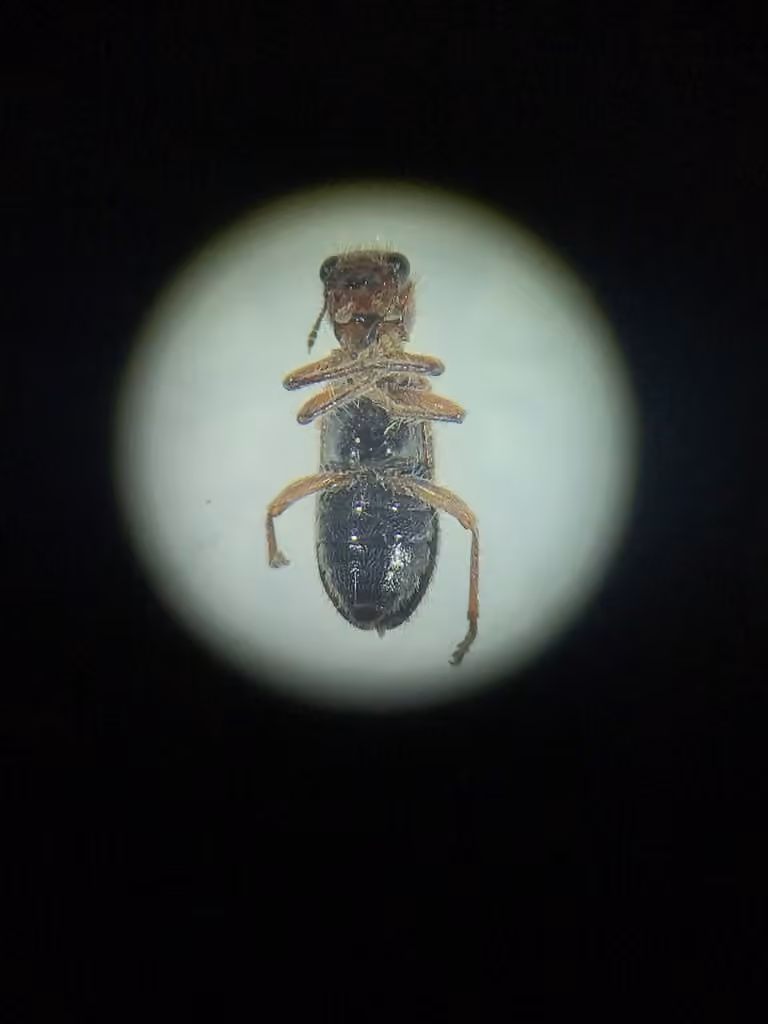 Black-fronted checkered beetle, Adult