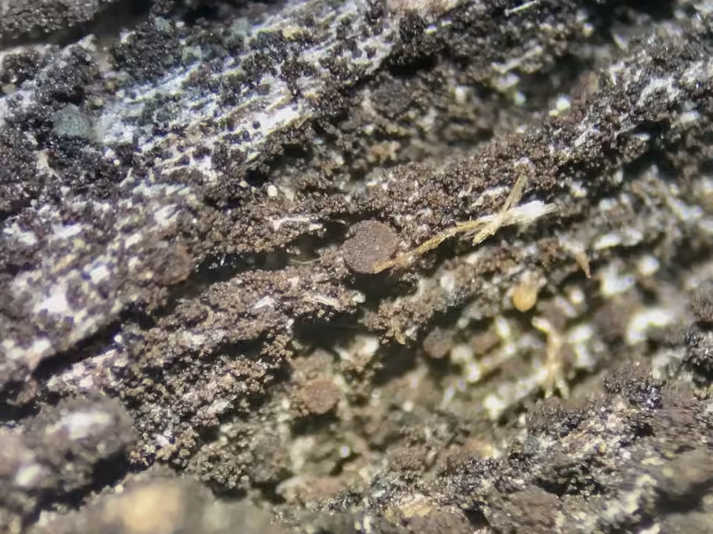 Stiff Tar-spot Lichen, photo 3 of 5